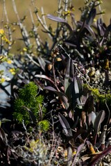 Polystachya pubescens