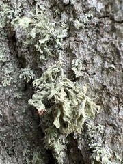 Ramalina labiosorediata