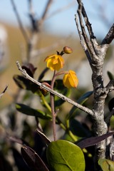 Polystachya pubescens