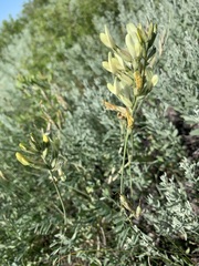 Astragalus storozhevae