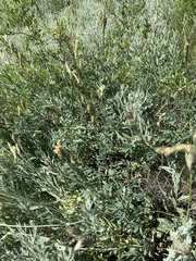 Astragalus storozhevae