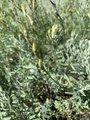 Astragalus storozhevae
