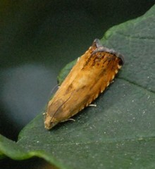 Pammene aurita