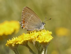 Satyrium acaciae