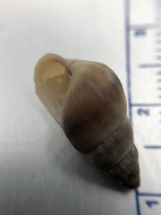 Bithynia tentaculata