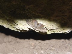Philereme transversata