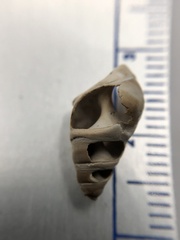 Bithynia tentaculata