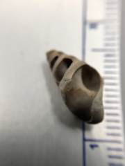 Bithynia tentaculata