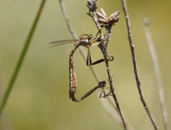 Leptogaster