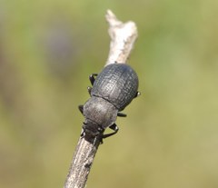 Helopini