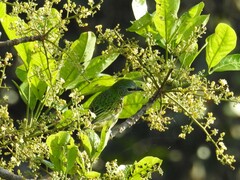 Ixothraupis punctata