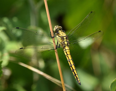 Orthetrum cancellatum