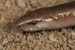Peloponnese Slow Worm photo 2