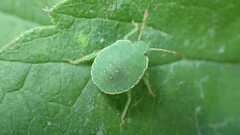 Palomena prasina