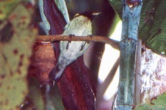 Iridophanes pulcherrimus