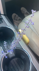 Salvia yangii