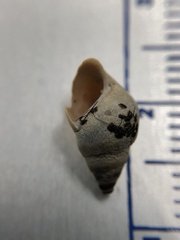 Bithynia tentaculata