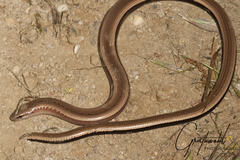 Peloponnese Slow Worm photo 5