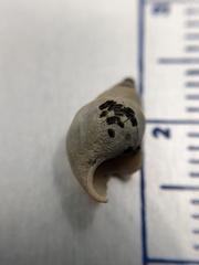 Bithynia tentaculata