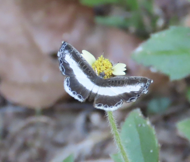 Nymphidium minuta
