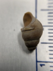 Bithynia tentaculata