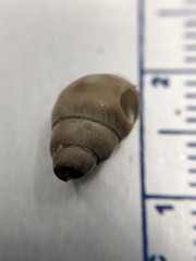 Bithynia tentaculata