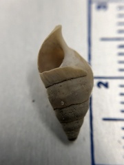 Bithynia tentaculata