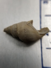 Bithynia tentaculata