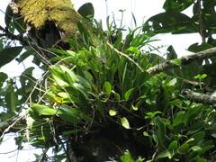 Stelis greenwoodii