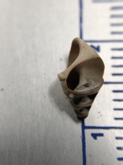 Bithynia tentaculata