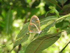 Greta morgane morgane