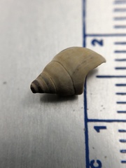 Bithynia tentaculata