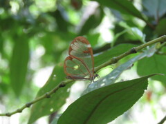 Greta morgane morgane