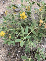 Senna bauhinioides