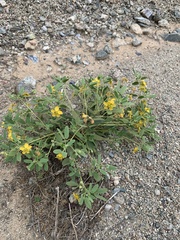 Senna bauhinioides