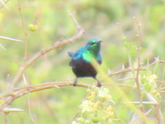 Cinnyris bifasciatus microrhynchus