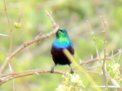 Cinnyris bifasciatus microrhynchus