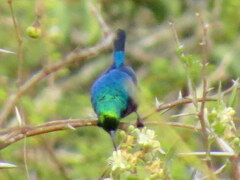 Cinnyris bifasciatus microrhynchus