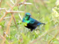 Cinnyris bifasciatus microrhynchus