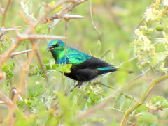 Cinnyris bifasciatus microrhynchus