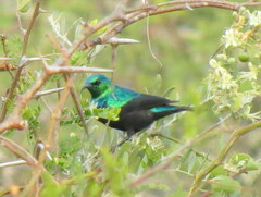 Cinnyris bifasciatus microrhynchus