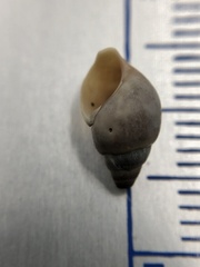 Bithynia tentaculata