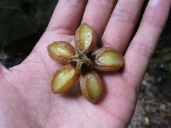Clusia salvinii