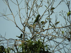 Brotogeris chrysoptera