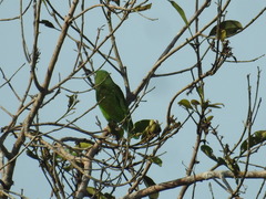 Brotogeris chrysoptera