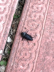Capnodis
