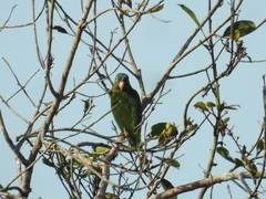 Brotogeris chrysoptera