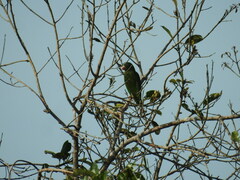 Brotogeris chrysoptera