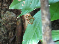 Greta morgane morgane