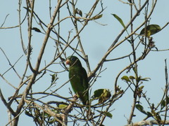 Brotogeris chrysoptera
